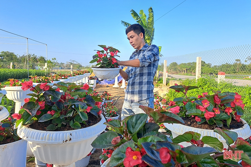 Hàng vạn cây hoa ly chớm nụ chờ tết ở Nghi Xuân