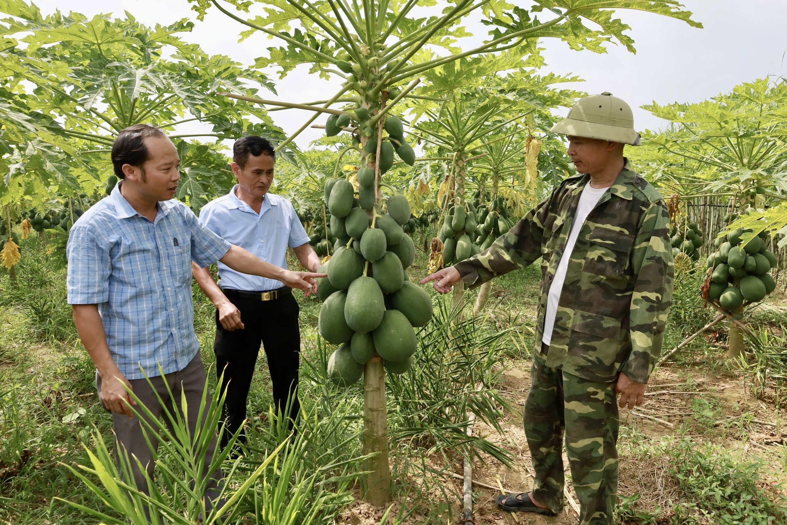 Phát triển nông nghiệp góp phần giảm nghèo bền vững ở Tề Lễ