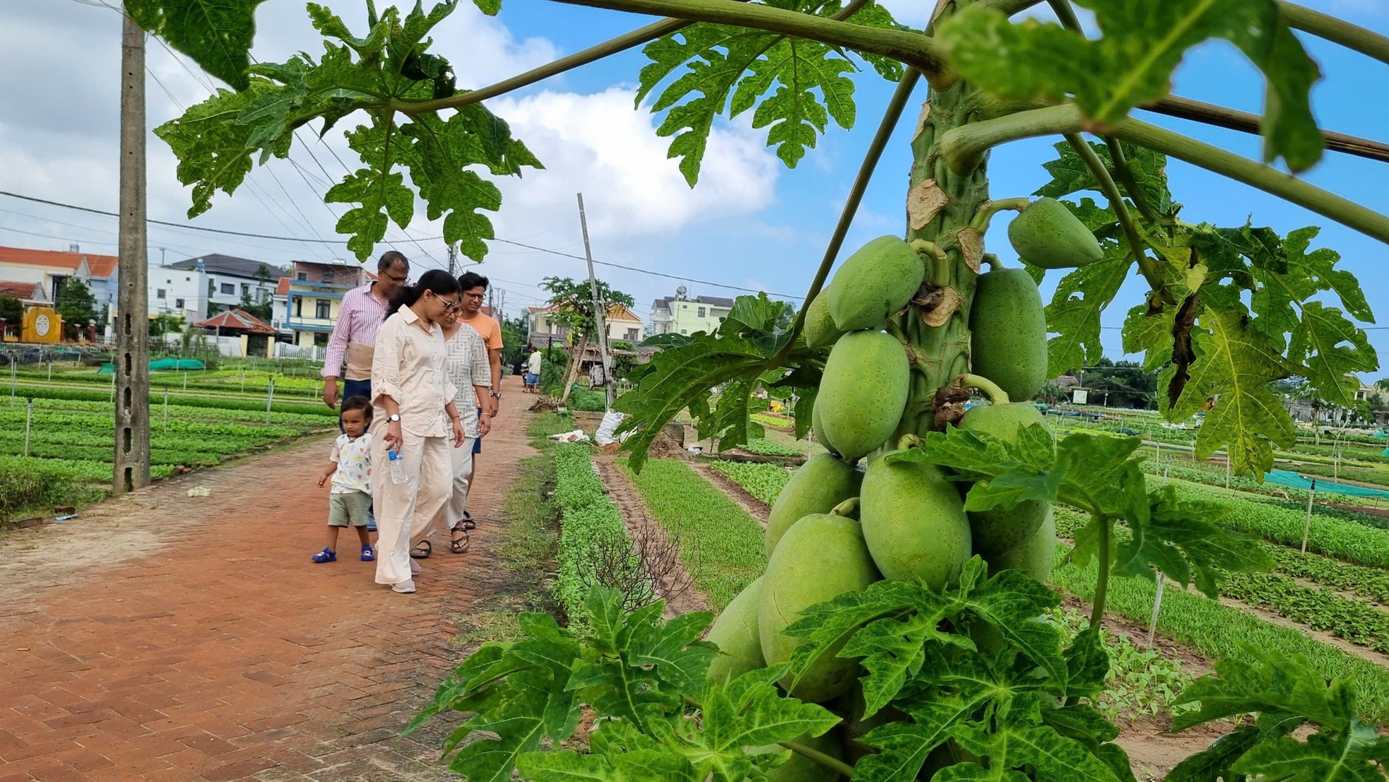 តើ​ស្លឹក​ឈើ​តូច​ៗ​នៅ​ទីក្រុង Hoi An ធ្វើ​ឱ្យ​ភ្ញៀវ​ទេសចរ​លោក​ខាង​លិច​ស្រក់​ទឹក​ភ្នែក​យ៉ាង​ណា? រូបថត 15