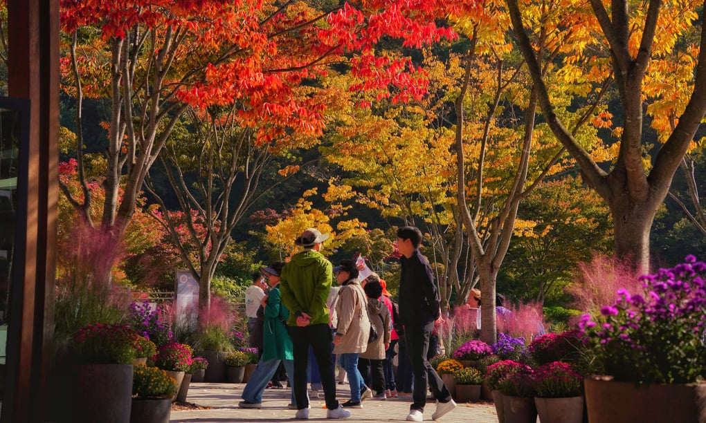 Herbst in Korea zieht dank ermäßigter Flugpreise vietnamesische Touristen an