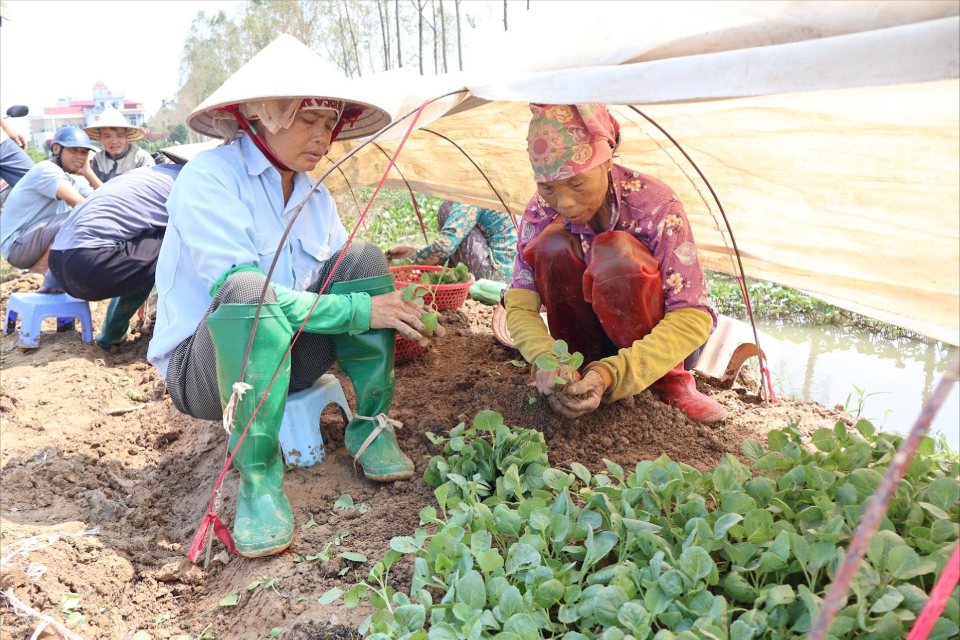 Hai Duong focuses on restoring agricultural production after the storm