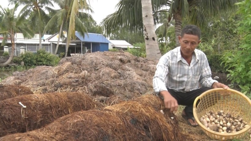 Ông Danh Rồi thu hoạch nấm rơm. Ảnh: Xuân Nhi