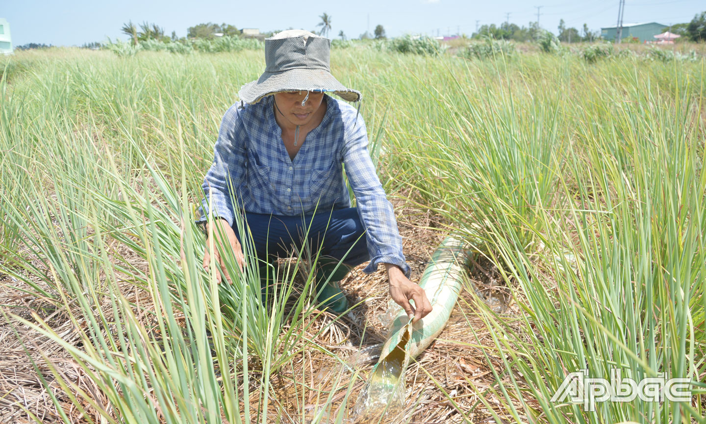 チュンさんは、レモングラスの植物に水を与えるために、塩分濃度約2〜3g/lの水を汲み上げます。
