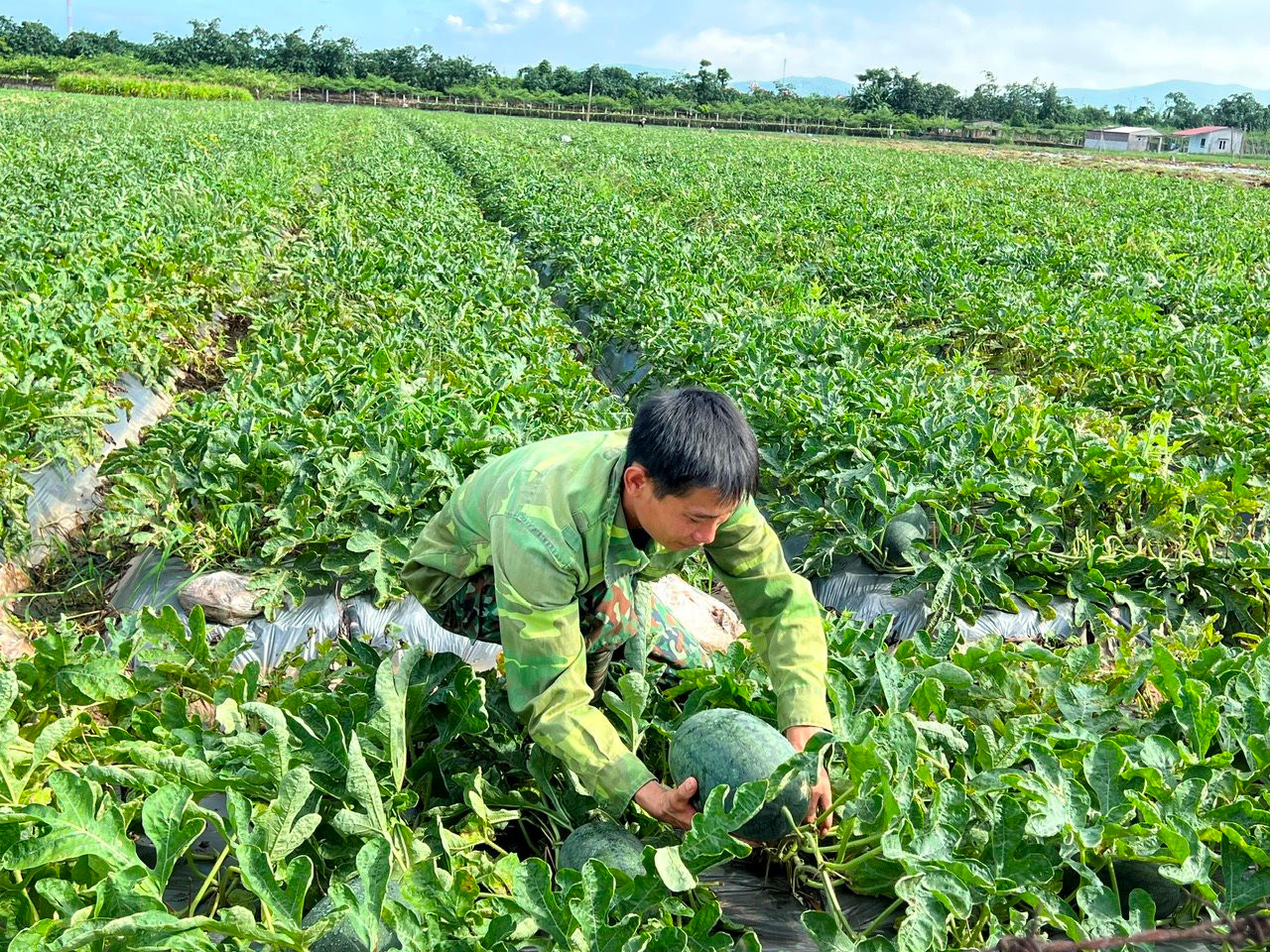 Hai Duong strives to convert nearly 352 hectares of rice land this year