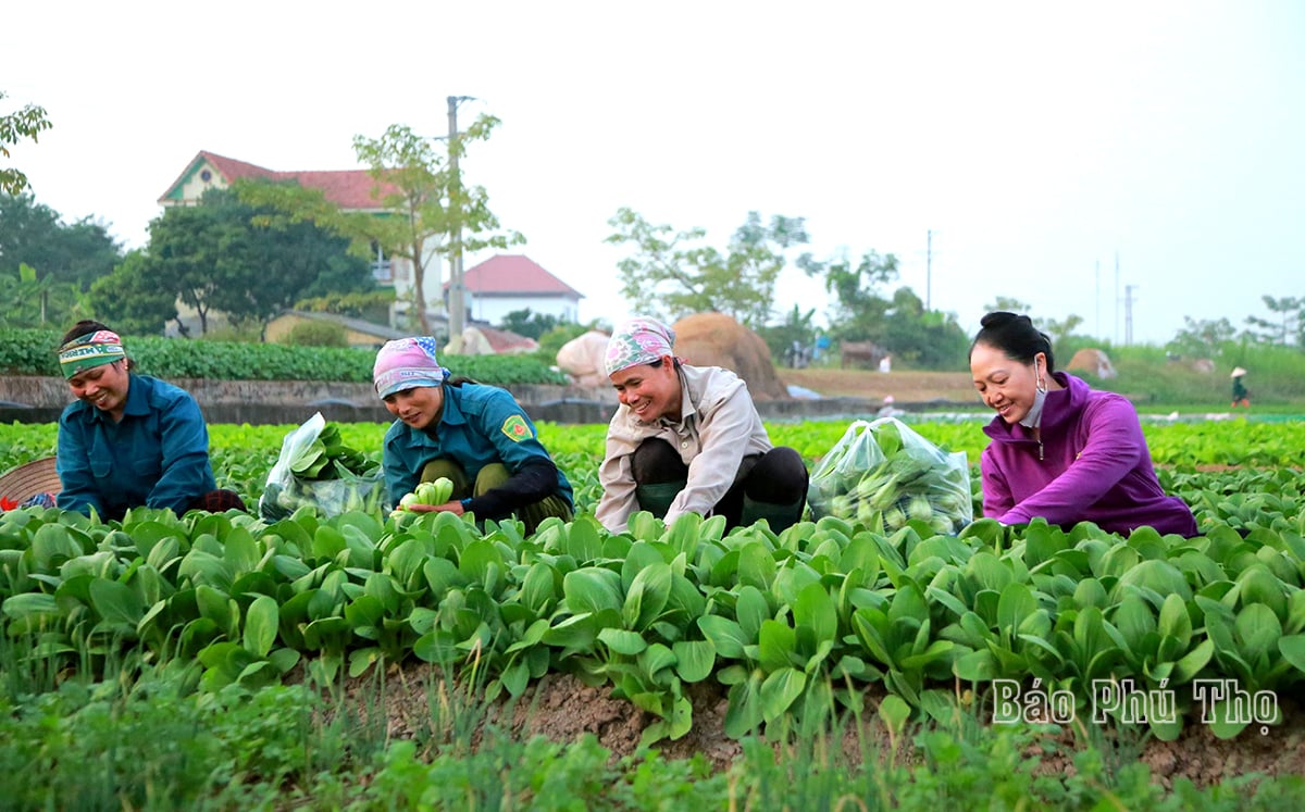 Bức tranh đa sắc màu trên cánh đồng Tứ Xã