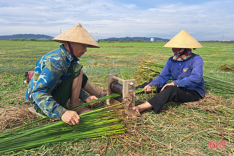 Vụ cói kém vui của người dân “ốc đảo Hồng Lam