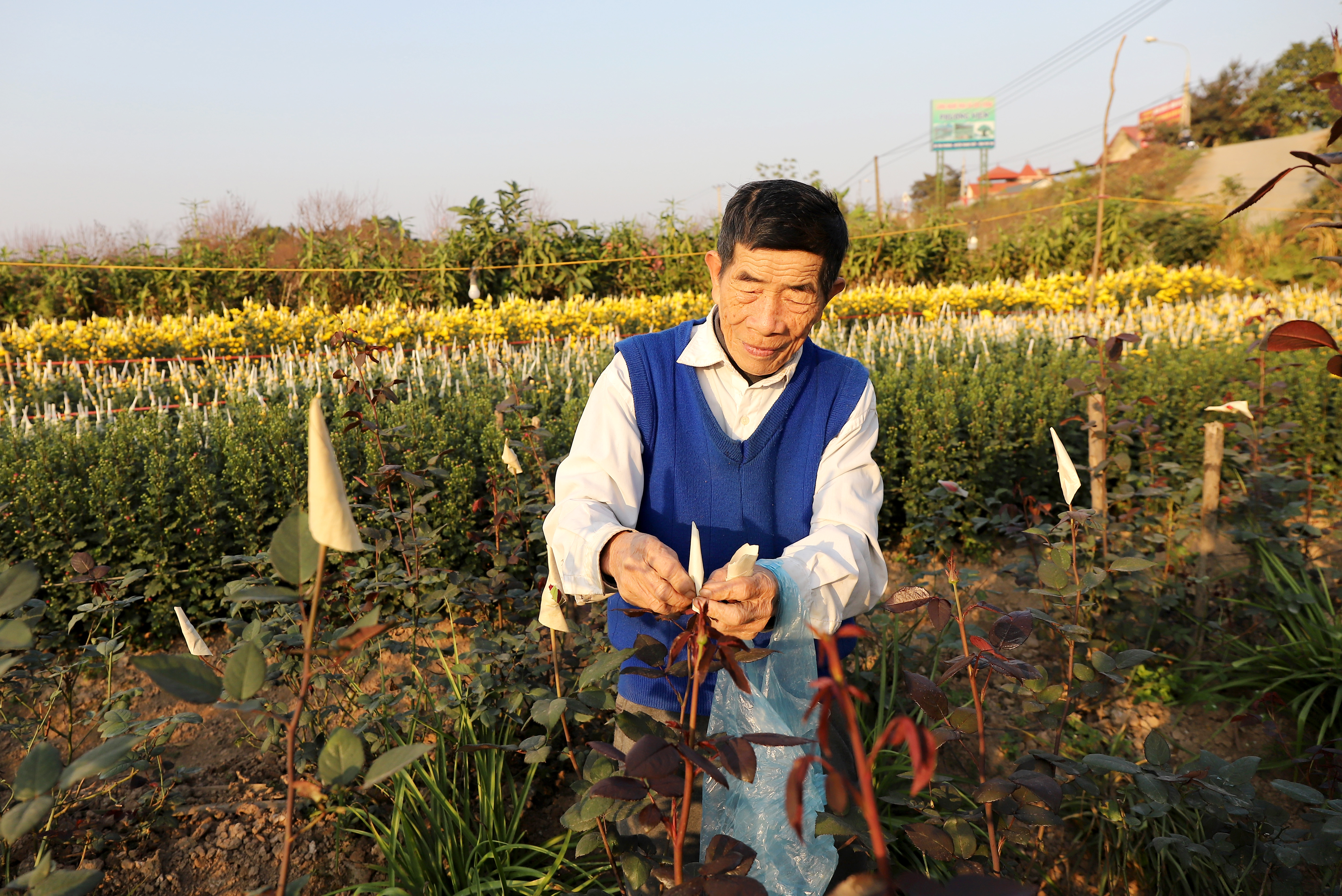 Hoa Xuân khoe sắc thắm