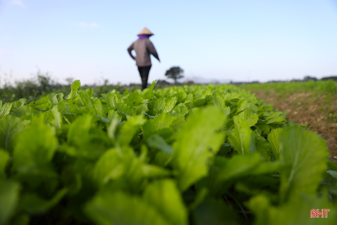 Vegetable farmers in Ky Anh town expect a good harvest and good price for Tet