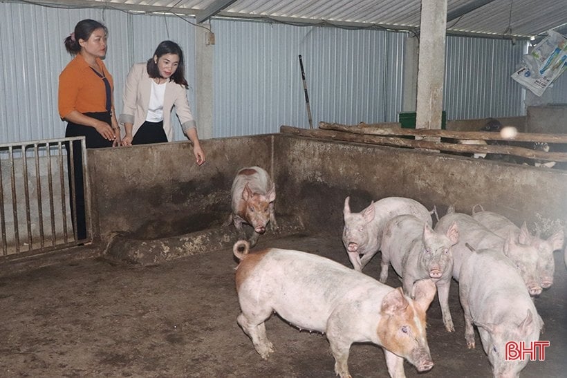 ราคาหมูตกฮวบ เกษตรกรผู้เลี้ยงหมูในห่าติ๋ญเผชิญภาวะขาดทุน