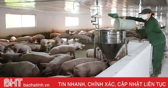 Pig prices drop sharply, pig farmers in Ha Tinh face losses