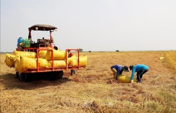 Giá lúa tiếp tục đi ngang, giá gạo có diễn biến mới