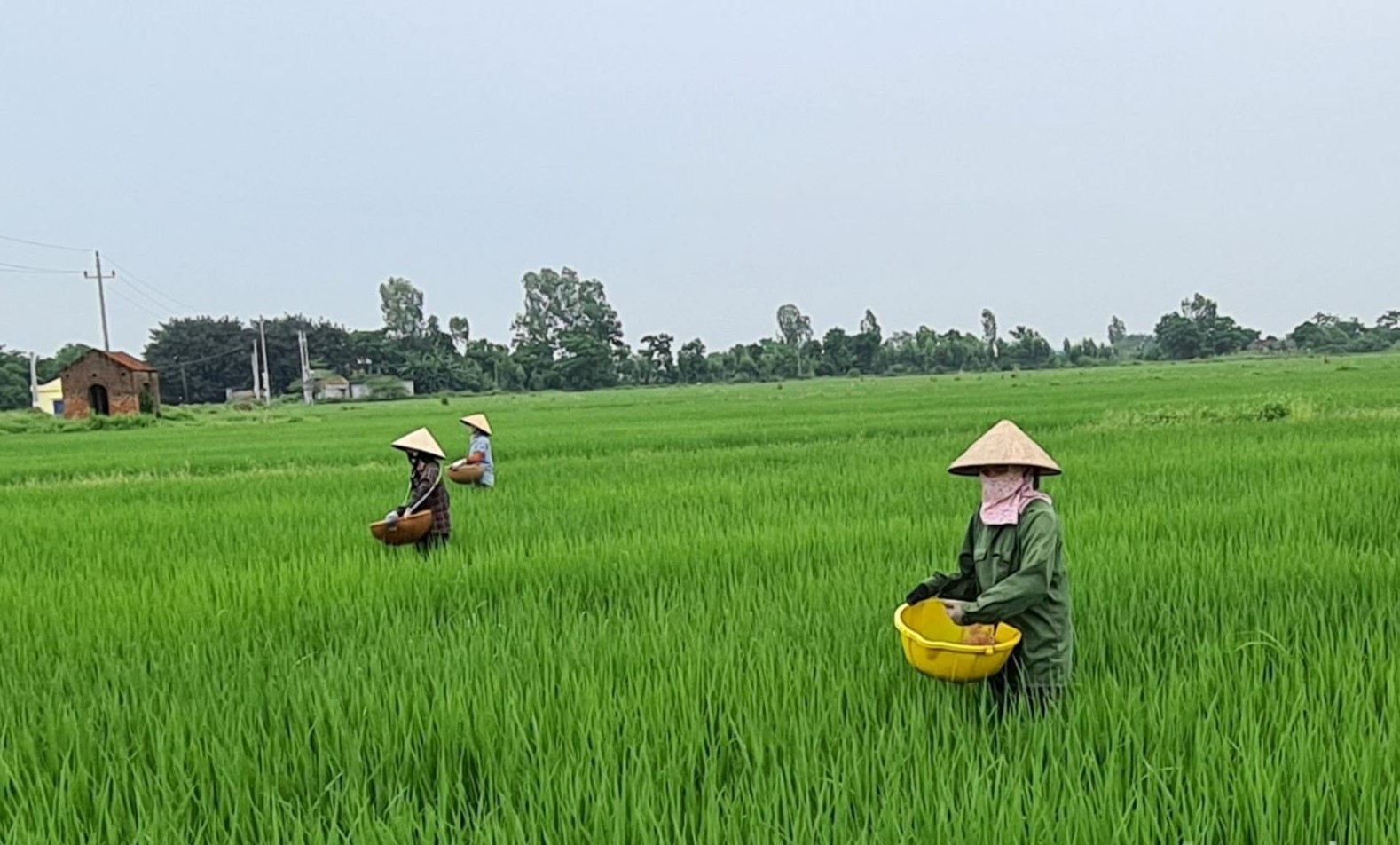 6 nguyên tắc chuyển đổi cơ cấu cây trồng, vật nuôi trên đất trồng lúa