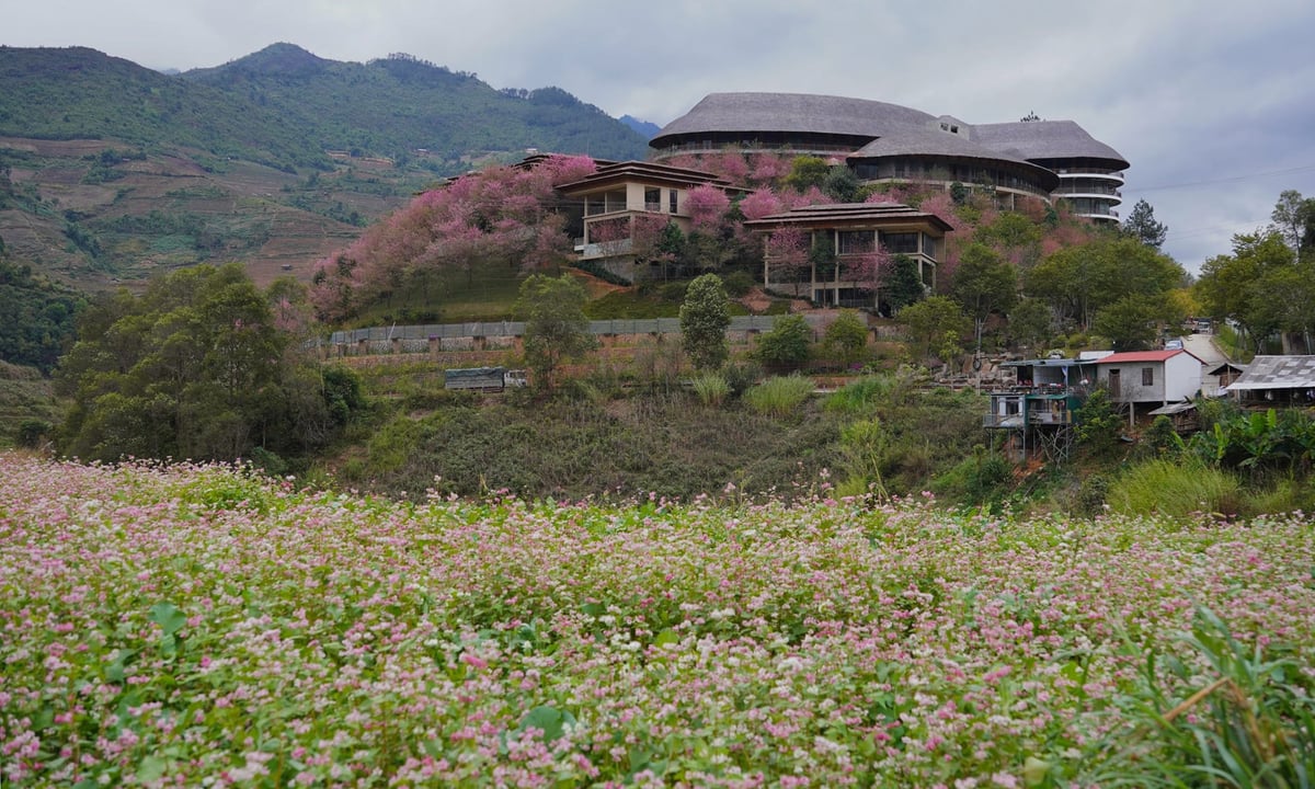 Las flores silvestres florecen en Mu Cang Chai