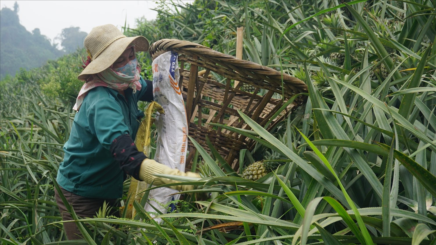 Dứa cũng là một trong những cây trồng mang lại giá trị cao cho bà con nông dân Mường Khương