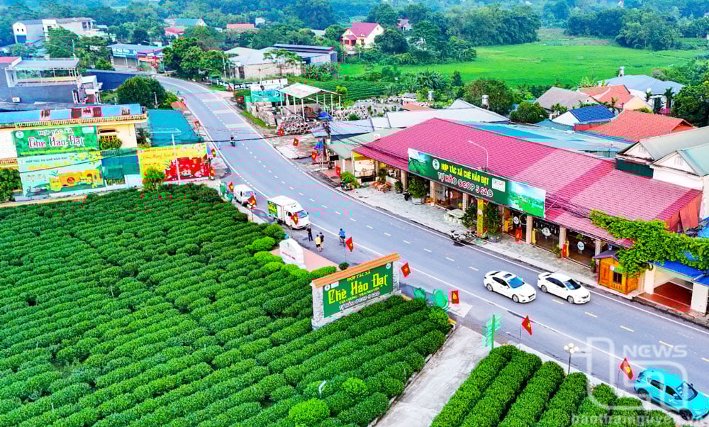 Dem Plan zufolge soll beim Festival „Spring Tea Fragrance – Tan Cuong Specialty Tea Region“ im Jahr 2025 weiterhin ein Teepflückwettbewerb auf der Teeplantage der Hao Dat Tea Cooperative stattfinden.