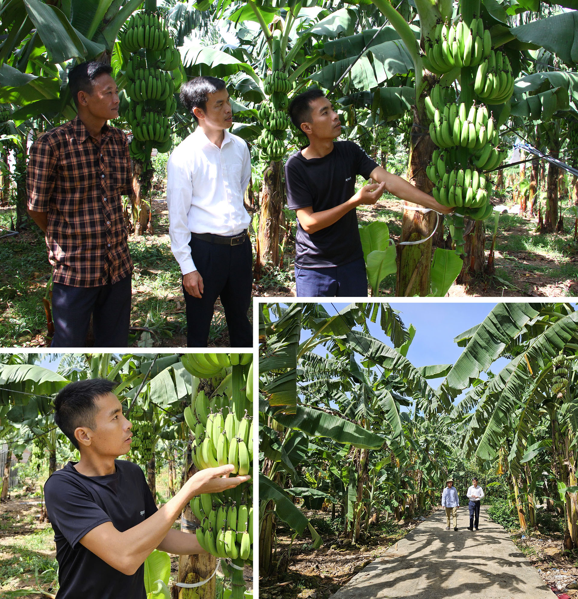 Bananas are currently the main crop of Quan Chu.