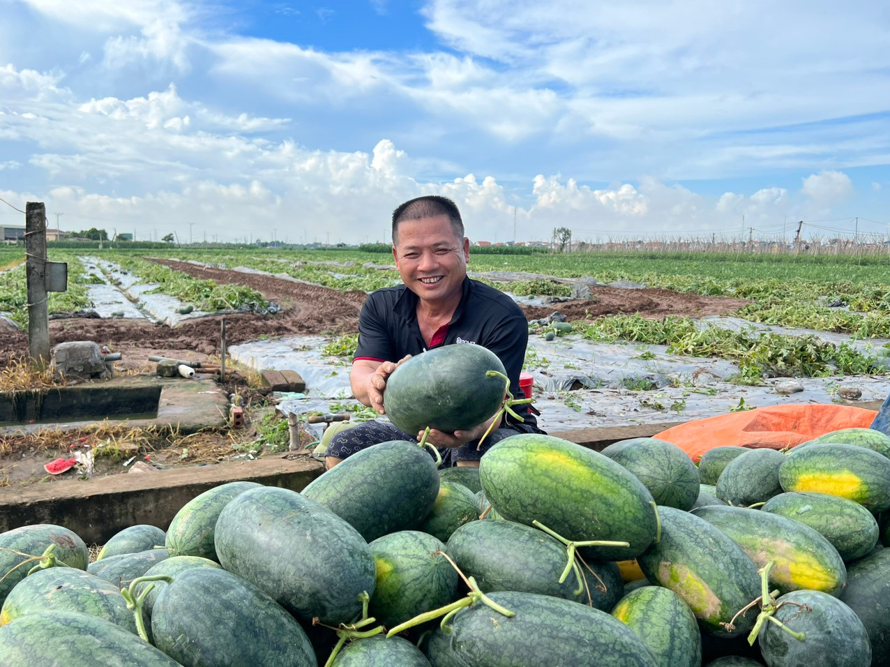 Gia Lộc sẽ giảm gần 1.500 ha đất nông nghiệp