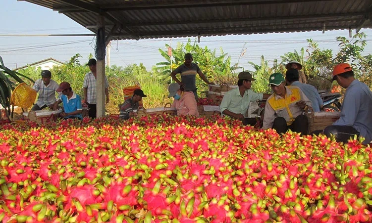 Muchos nuevos récords en el consumo de productos agrícolas