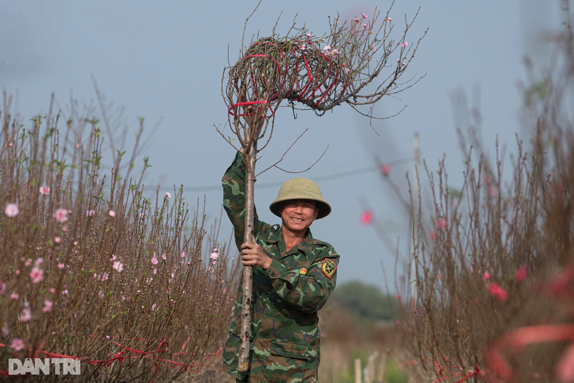 Đào Nhật Tân khoe sắc rực rỡ, giá tăng vọt vẫn đắt khách tới mua - 6