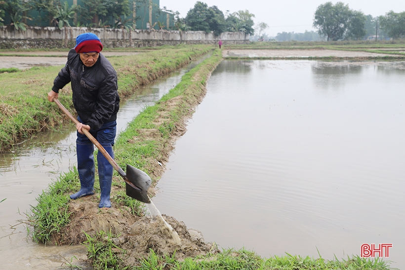 Rét đậm kéo dài, nông dân Hà Tĩnh tăng cường giữ sức cho lúa xuân