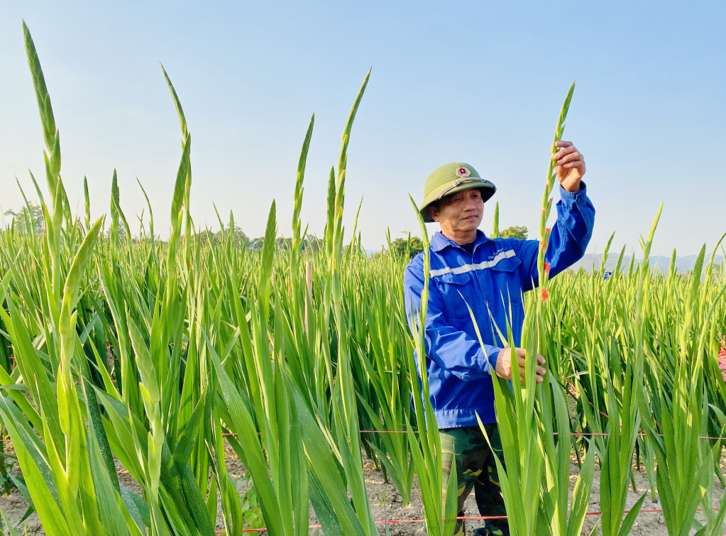 Mr. Nguyen Van Dang - Trai Thong Area, Binh Khe Ward, Dong Trieu City is excited to harvest CF 21.09 gladiolus flowers transferred by the Central Fruit and Vegetable Research Institute.