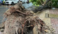 Ho-Chi-Minh-Stadt fällte vor dem Supertaifun YAGI viele morsche Bäume