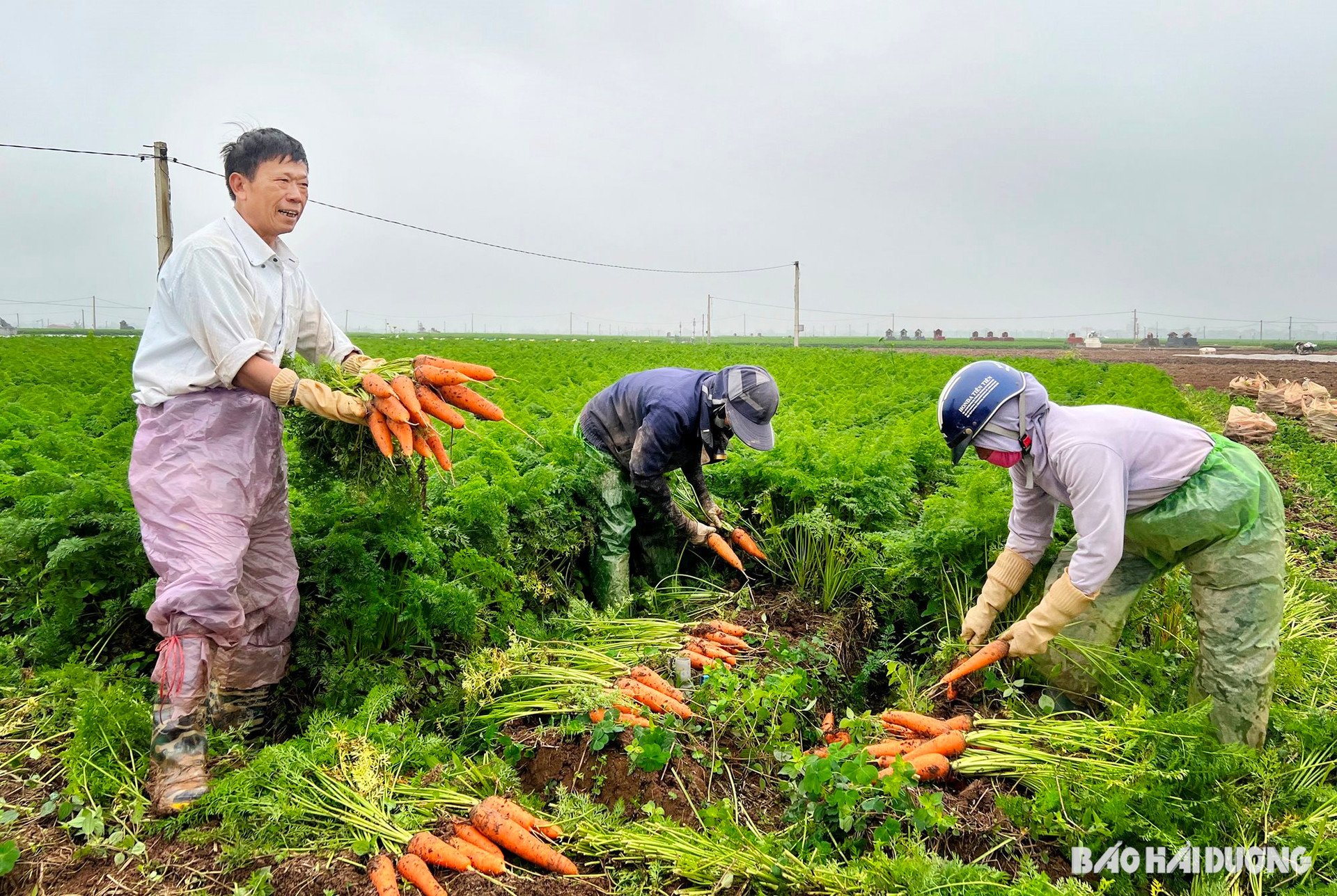 1carrot-duc-chinh-1.jpg