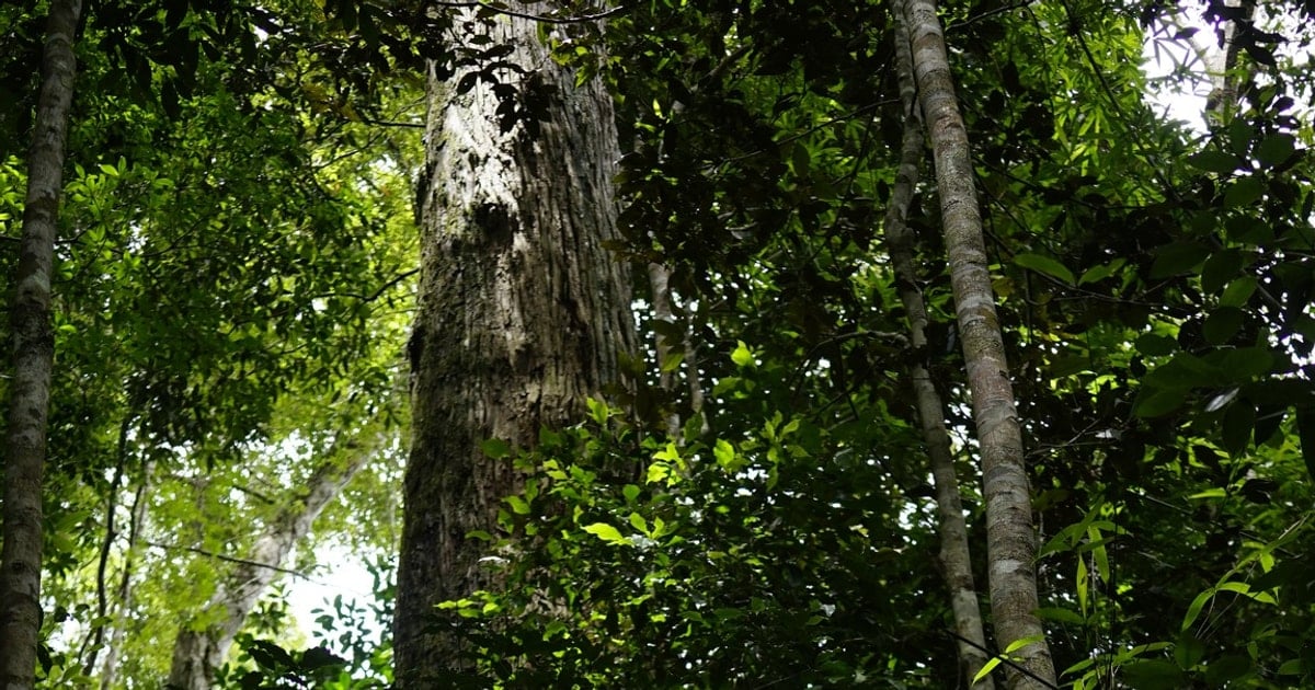 Bước chân vào rừng nguyên sinh