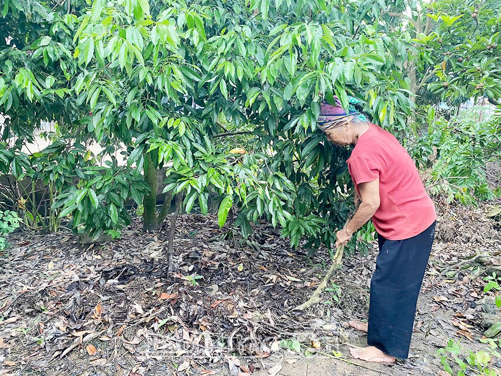 Habitantes de la comuna de Phan Sao Nam (Phu Cu) limpian un huerto de lichis.