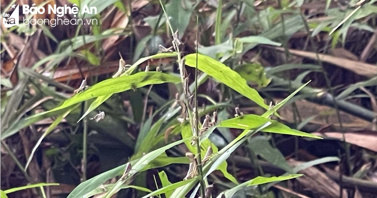 Locusts damage mangrove forests in Tan Ky district