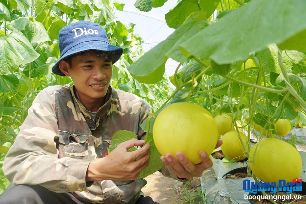El modelo de cultivo de melón reina en la Nueva Cooperativa Agrícola Rural de Alta Tecnología, comuna de Pho Nhon (ciudad de Duc Pho) inicialmente trajo consigo una alta eficiencia económica.