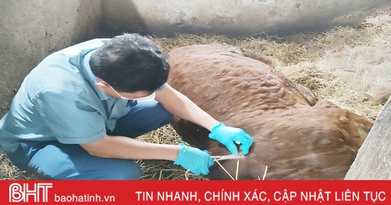 Lumpy-Skin-Krankheit tritt bei Rindern in Nghi Xuan auf