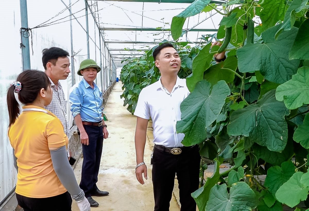 자록성은 하이즈엉성에서 가장 많은 온실과 그물집을 보유하고 있습니다.