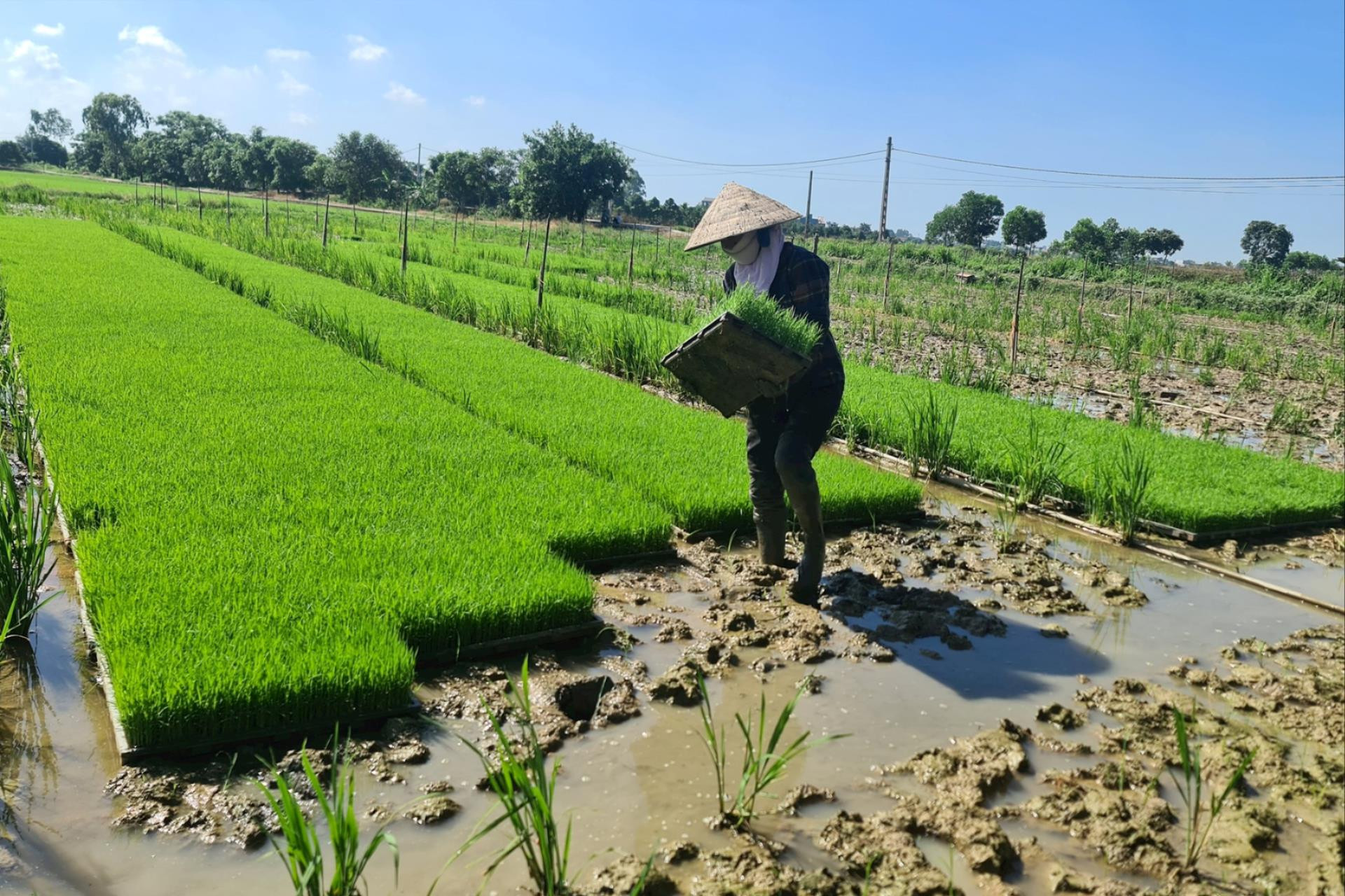 Ngành nông nghiệp Hải Dương khắc phục ảnh hưởng do mưa úng