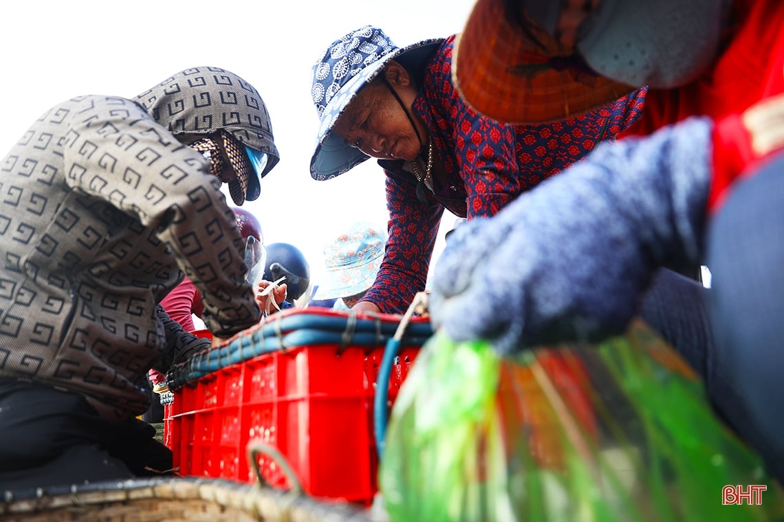 Ngư dân làng biển phía Nam Hà Tĩnh trúng đậm cá cơm