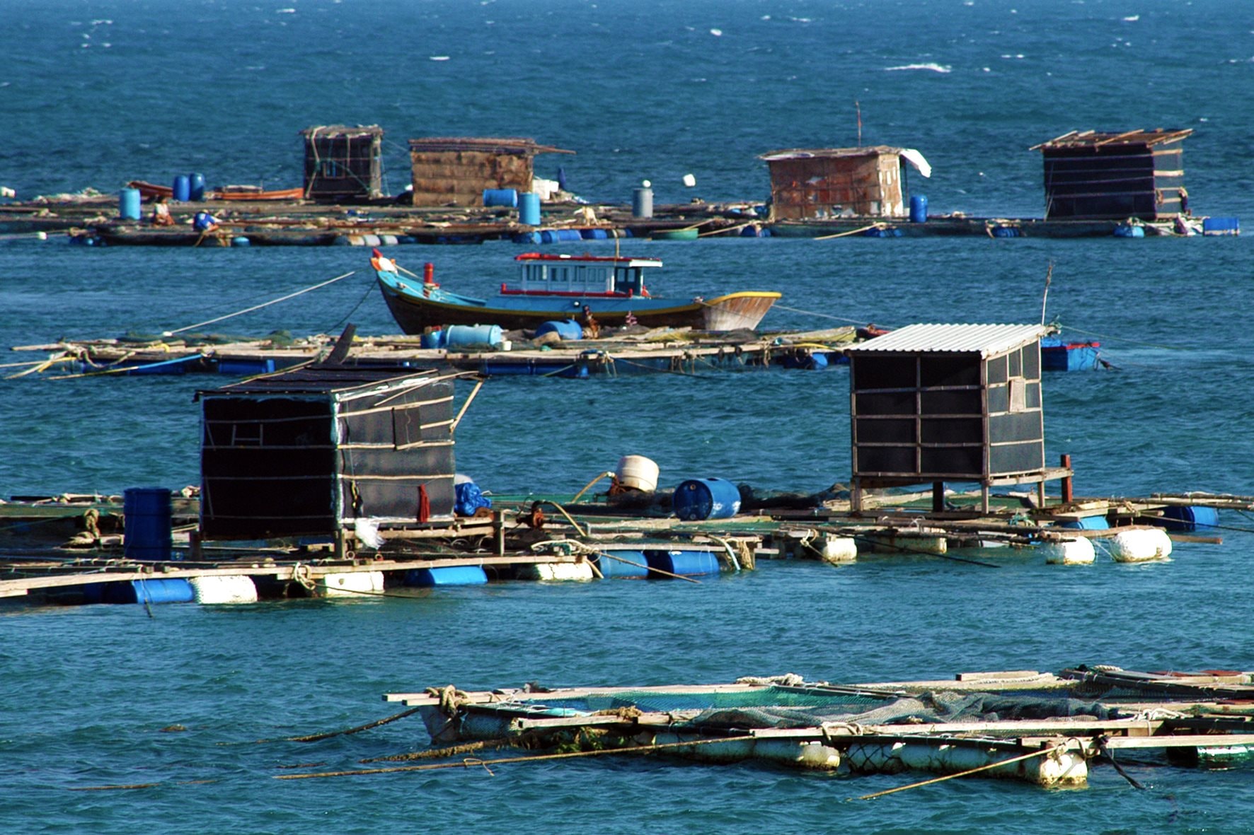 Aquaculture avec des dragons à Phu Quy Anh, N. Lan, 2.jpg