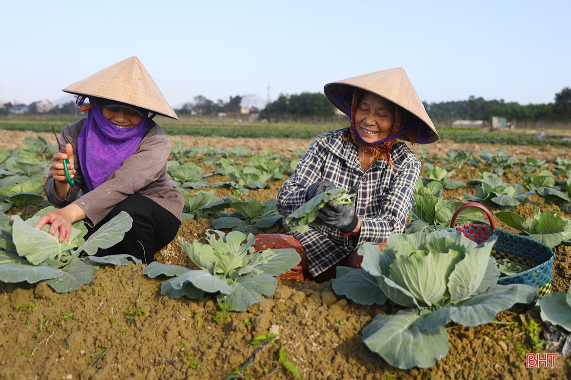 Vegetable farmers in Ky Anh town expect a good harvest and good price for Tet