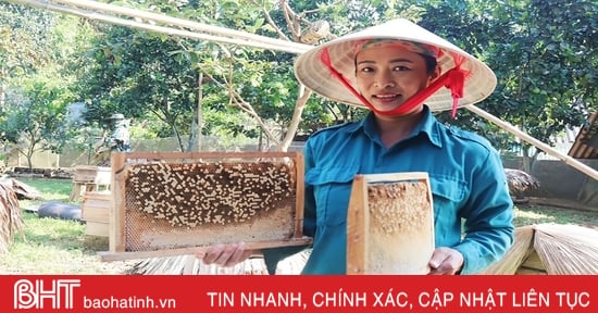 Liên kết sản xuất, tiêu thụ mật ong để nâng cao thu nhập