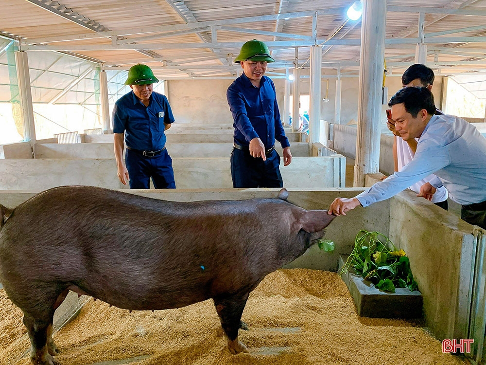 Building new rural areas in Ha Tinh: Going into depth, effectively and sustainably (part 2): Developing rural economy towards modernization and integration