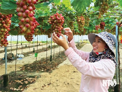 Ngành nông nghiệp vững tin bước vào năm mới