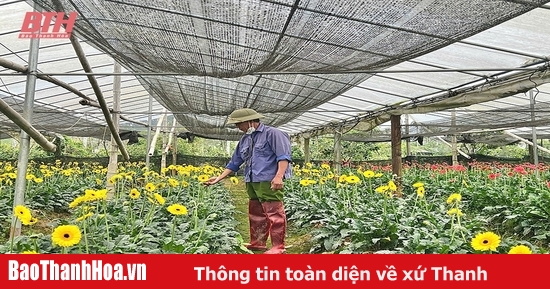 Thị trường hoa, cây cảnh sôi động vào vụ tết