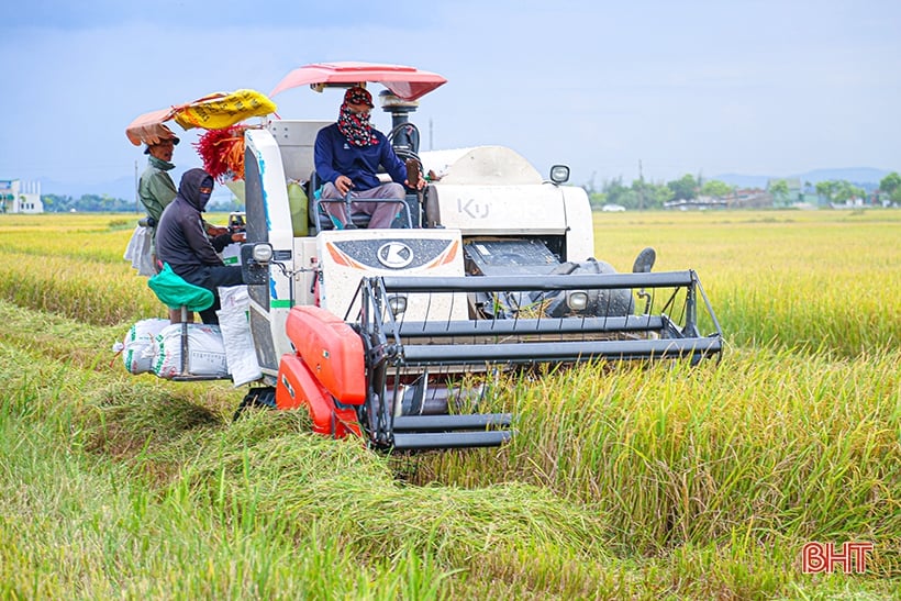 Nông dân Hà Tĩnh thu hoạch sớm lúa hè thu