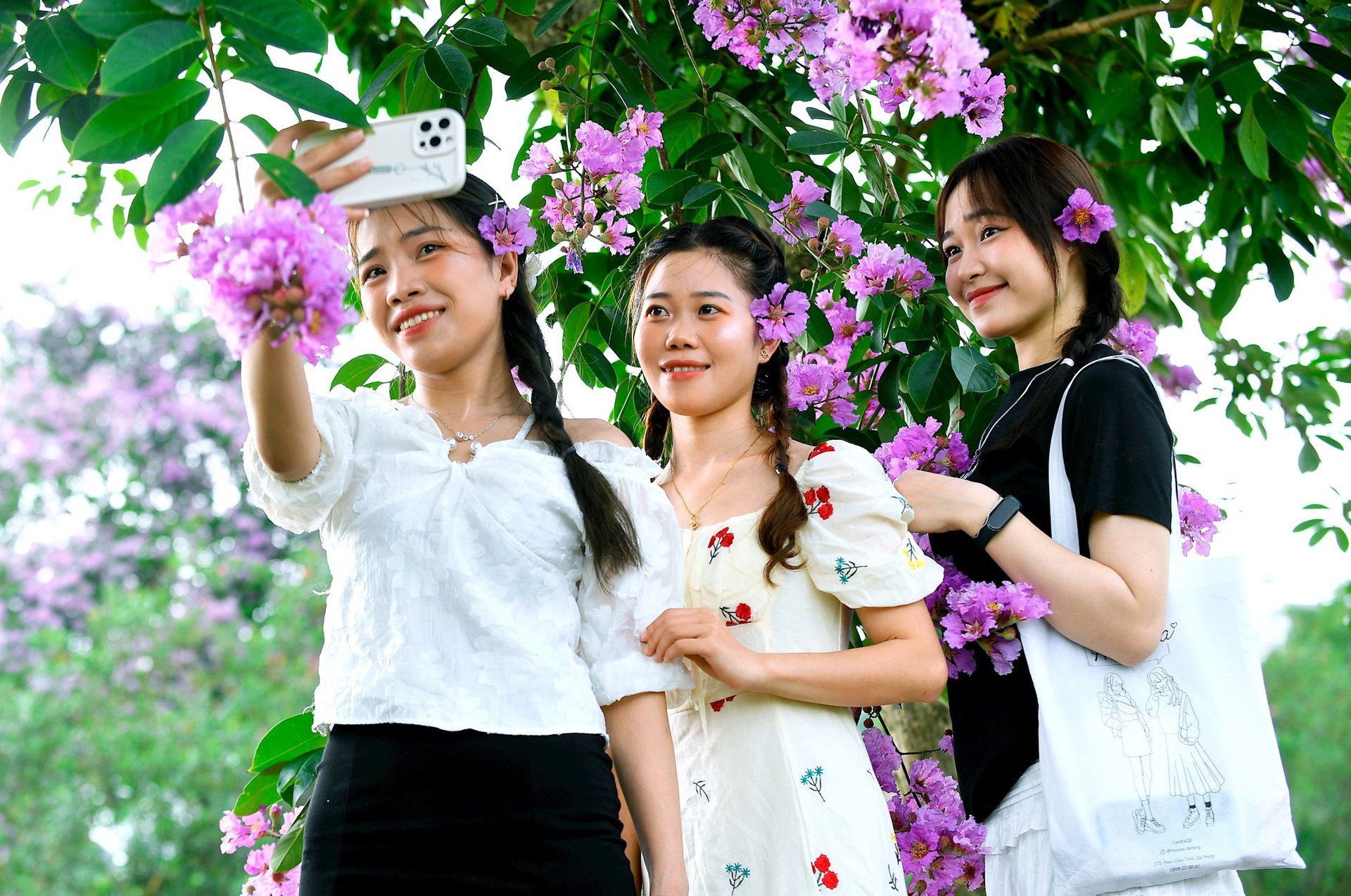 Le Lagerstroemia violet recouvre de nombreuses rues de la ville de Hai Duong