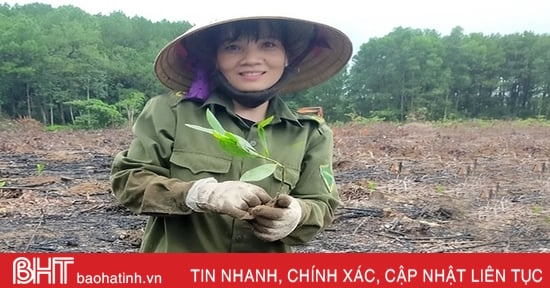 Xanh thêm những cánh rừng Hà Tĩnh