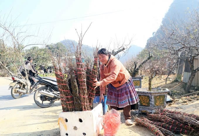 Những cành hoa đào, mơ, mận được đồng bào dân tộc Mông trên địa bàn xã Lóng Luông cắt tỉa, buộc thành từng bó nhỏ để cung cấp cho thương lái. Ảnh: TL