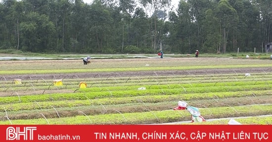 Vựa rau giống lớn nhất Hà Tĩnh sẵn sàng cung ứng hàng triệu cây vụ đông