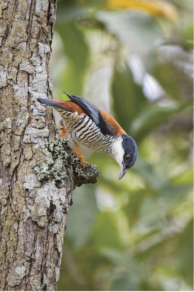 La belleza de la naturaleza a través de la exposición fotográfica de aves y animales salvajes vietnamitas 2024 foto 8