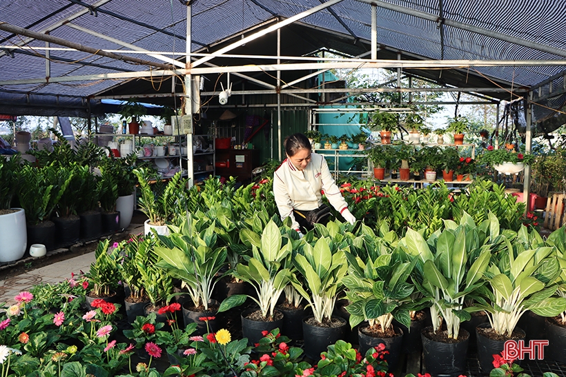 ハティン省で旧正月の花と観賞植物の市場を開設