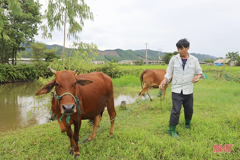 生牛価格が急落、ハティン省の牛飼育者は損失を被る