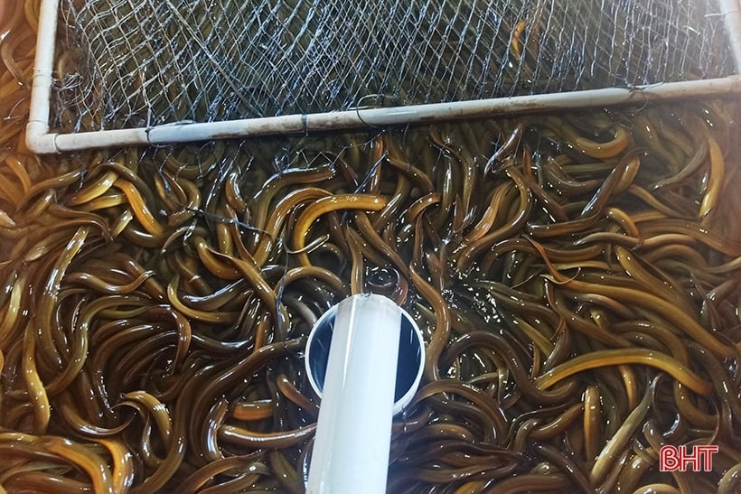 Earn hundreds of millions of dong each year from raising mud-free eels